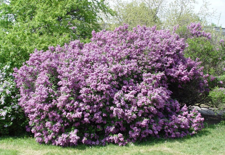 ''Saugeana'' Syringa chinensis